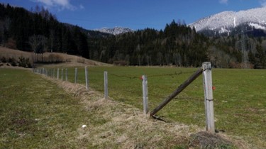 Rezav ostnat drt na rakouskch pastvinch svou patinou paradoxn „prorostl“ do rzu horsk krajiny…