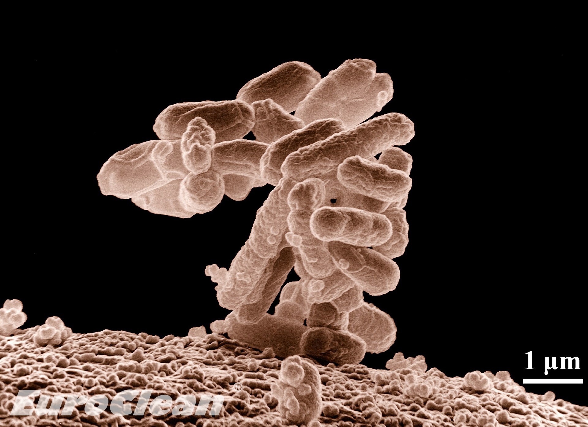 Jak zničit E coli ve vodě?