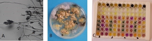 Obrzek 2: A – Penicillium sp. pod mikroskopem, zvten 400x, B – rst plsn na Petriho misce s ivnou pdou a vzorkem omtky, C – mikrotitran deska s biochemickmi reakcemi pro identifikaci bakteri