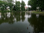 Labut jezrko ve Frantikovch Lznch (zdroj: Chevak)