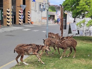 Arel Fakultn Thomayerovy nemocnice – stav ped modernizac (Foto: J. Hodbo, 26. 5. 2022)