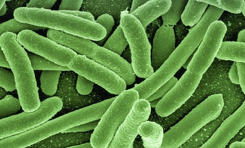 Jak dlouho prezije E. coli?