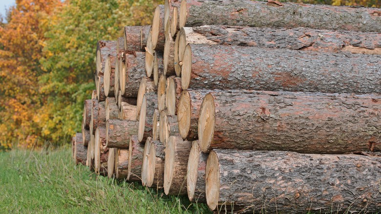 EUDR a budoucnost boje proti odlesňování Zdroj: Fotolia