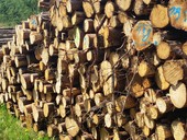 Online kolen Topen - montr kotl na biomasu, foto redakce