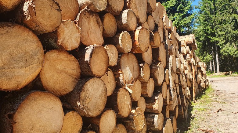 Hitem těchto dní je samovýroba dřeva, foto redakce