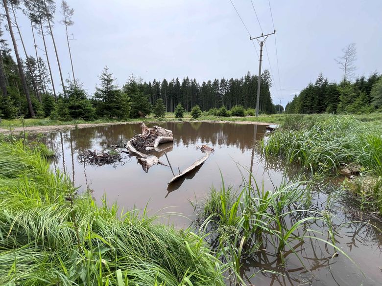 Tůně v ochranném pásmu vedení VN na Rokycansku, foto: ČEZ